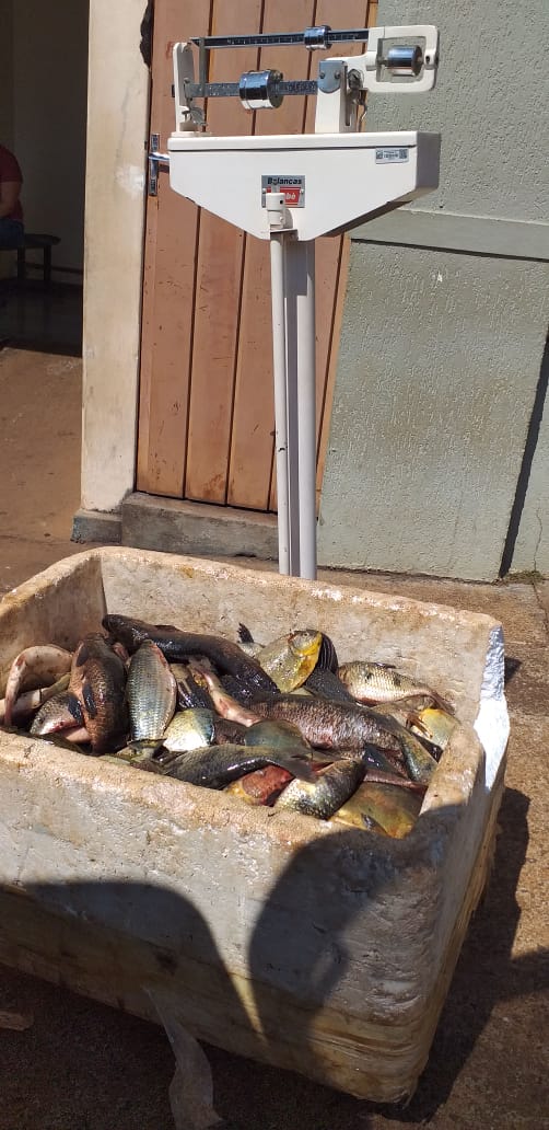 Pol Cia Ambiental Prende Quatro Homens E Apreende Quilos De Peixes