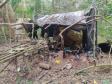Acampamento de caça ilegal é destruído pela Polícia Ambiental em São Miguel do Iguaçu (PR)