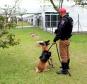Cães de faro da PM passam por testes de faro de armas no Rio Grande do Sul 