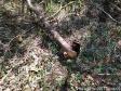 Após denúncia anônima, policiais ambientais localizam 12 hectares de área ambiental desmatada em Boa Ventura de São Roque, no interior