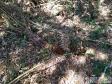 Após denúncia anônima, policiais ambientais localizam 12 hectares de área ambiental desmatada em Boa Ventura de São Roque, no interior