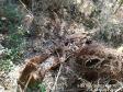 Após denúncia anônima, policiais ambientais localizam 12 hectares de área ambiental desmatada em Boa Ventura de São Roque, no interior