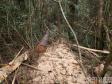  Polícia Ambiental flagra corte de mata nativa e aplica R$ 37,5 mil em multas 