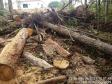  Polícia Ambiental flagra corte de mata nativa e aplica R$ 37,5 mil em multas 