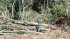Vídeo de desmatamento chega à Polícia Ambiental e multa donos de máquina e propriedade em R$ 23,4 mil cada um em Roncador (PR)