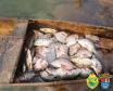Operação Lobo Bravo da Polícia Ambiental prende quatro pessoas e apreende materiais de pesca e de caça nos Campos Gerais