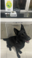 Drogas são apreendidas durante abordagens com apoio de cães de faro do Batalhão de Polícia de Choque