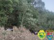 PM apreende 1,7 tonelada de maconha em Cafelândia (PR)