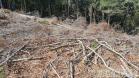 Polícia Ambiental atende ocorrência de desmatamento e encaminha homem por porte ilegal de arma de fogo em Campo Largo (PR)