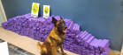 BPFron apreende carro carregado com mais de 300 quilos de maconha em Toledo (PR)