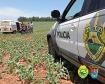 No interior do estado, policiais militares apreendem carga de cigarro roubada, recuperam duas Kombis e encaminham envolvidos no crime