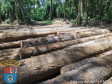 Homem é multado em mais de R$ 100 mil após desmatar mais de sete hectares em Palmeira (PR)
