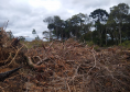 Homem é multado em mais de R$ 100 mil após desmatar mais de sete hectares em Palmeira (PR)
