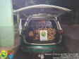 Carga de palmito escondida em caixas de bananas é localizada pela Polícia Ambiental em Guaraqueçaba (PR)