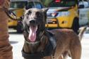 Polícia Rodoviária utiliza cães de faro contra o tráfico de drogas no Litoral