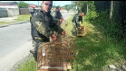 Polícia Ambiental resgata 42 aves silvestres e aplica multa de R$ 34,5 mil em Matinhos (PR)