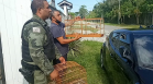 Polícia Ambiental resgata 42 aves silvestres e aplica multa de R$ 34,5 mil em Matinhos (PR)