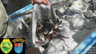 Pescadores são autuados por capturar caranguejos de forma ilegal em Guaraqueçaba, no Litoral do estado
