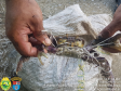 Pescadores são autuados por capturar caranguejos de forma ilegal em Guaraqueçaba, no Litoral do estado