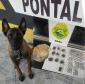 Cães de faro do Batalhão de Polícia Rodoviária auxiliam na apreensão de crack, maconha e cocaína durante abordagens no interior e litoral