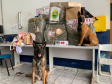 BPFron apreende mais de 700 quilos de maconha e cigarros contrabandeados durante a Operação Hórus