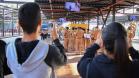 Curitiba, 11 de maio de 2018. 11-05-2018 Entrega de rosas em homenagem ao Dia das Mães