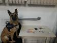 BOPE elucida roubo e apreende drogas com emprego de cão farejador na Capital