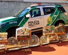 Mais de 100 aves nativas são apreendidas em operação no Noroeste do Estado