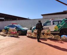Mais de 100 aves nativas são apreendidas em operação no Noroeste do Estado
