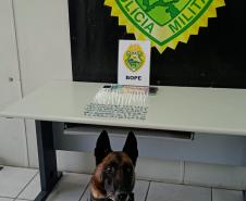 Trio é encaminhado e porções de drogas apreendidas graças a aplicação de cão de faro da PM em Curitiba