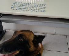 Trio é encaminhado e porções de drogas apreendidas graças a aplicação de cão de faro da PM em Curitiba