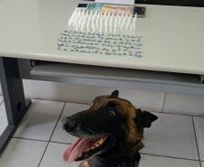Trio é encaminhado e porções de drogas apreendidas graças a aplicação de cão de faro da PM em Curitiba