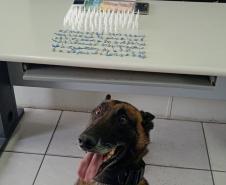 Trio é encaminhado e porções de drogas apreendidas graças a aplicação de cão de faro da PM em Curitiba