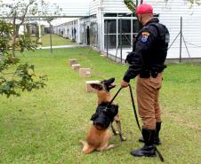 Cães de faro da PM passam por testes de faro de armas no Rio Grande do Sul 