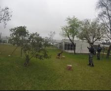 Cães de faro da PM passam por testes de faro de armas no Rio Grande do Sul 