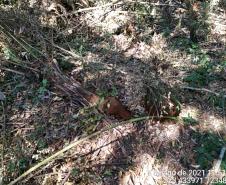 Após denúncia anônima, policiais ambientais localizam 12 hectares de área ambiental desmatada em Boa Ventura de São Roque, no interior
