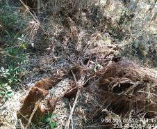 Após denúncia anônima, policiais ambientais localizam 12 hectares de área ambiental desmatada em Boa Ventura de São Roque, no interior