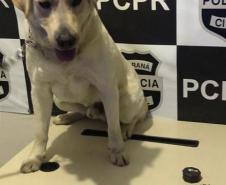 Batalhão de Polícia de Choque encaminha sete pessoas e apreende arma na primeira operação feita na Capital e RMC
