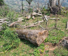 Operação Mata Atlântica em Pé aplicou R$ 15,6 milhões em multas por desmatamento ilegal