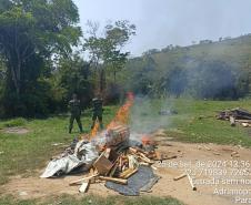 Apreensão de palmito em Adrianópolis