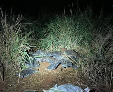 Polícia Militar do Paraná apreende quase três toneladas de maconha em Terra Roxa