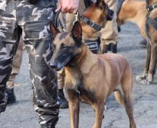 Polícia Militar do Paraná deflagra Operação CME II, na região metropolitana de Curitiba