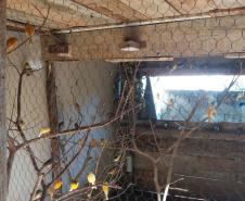 Pássaros silvestres mantidos em cativeiro são apreendidos pela PM em Cambé