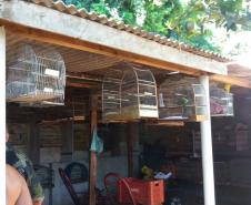 Pássaros silvestres mantidos em cativeiro são apreendidos pela PM em Cambé