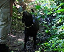 Paraná sedia Certificação Nacional em Cães em Foz do Iguaçu, no Oeste do estado