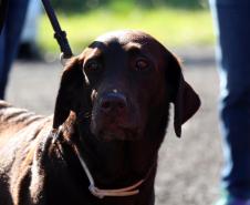 Paraná sedia Certificação Nacional em Cães em Foz do Iguaçu, no Oeste do estado