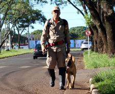 Paraná sedia Certificação Nacional em Cães em Foz do Iguaçu, no Oeste do estado