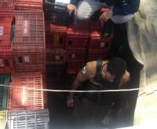 Em Cascavel, Patrulha Rural apreende 360 quilos de drogas
