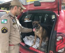 Governo do Paraná envia equipe com cão certificado internacionalmente para ajudar nas buscas em Brumadinho