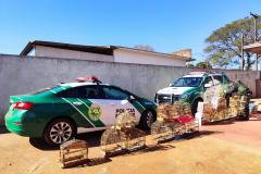 Mais de 100 aves nativas são apreendidas em operação no Noroeste do Estado